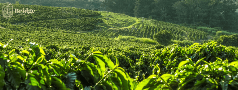 Read more about the article Por que Café Especial Deve Ser Plantado em Altitudes Elevadas?
