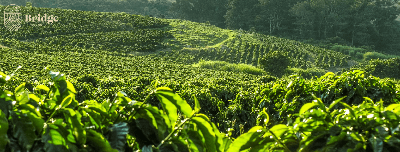 Leia mais sobre o artigo Por que Café Especial Deve Ser Plantado em Altitudes Elevadas?